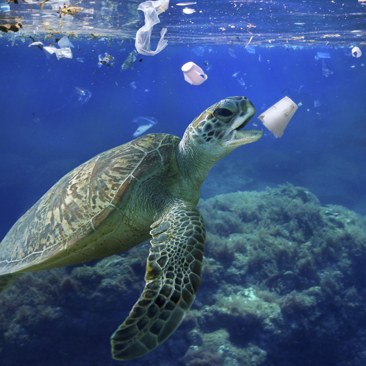 Tortue
