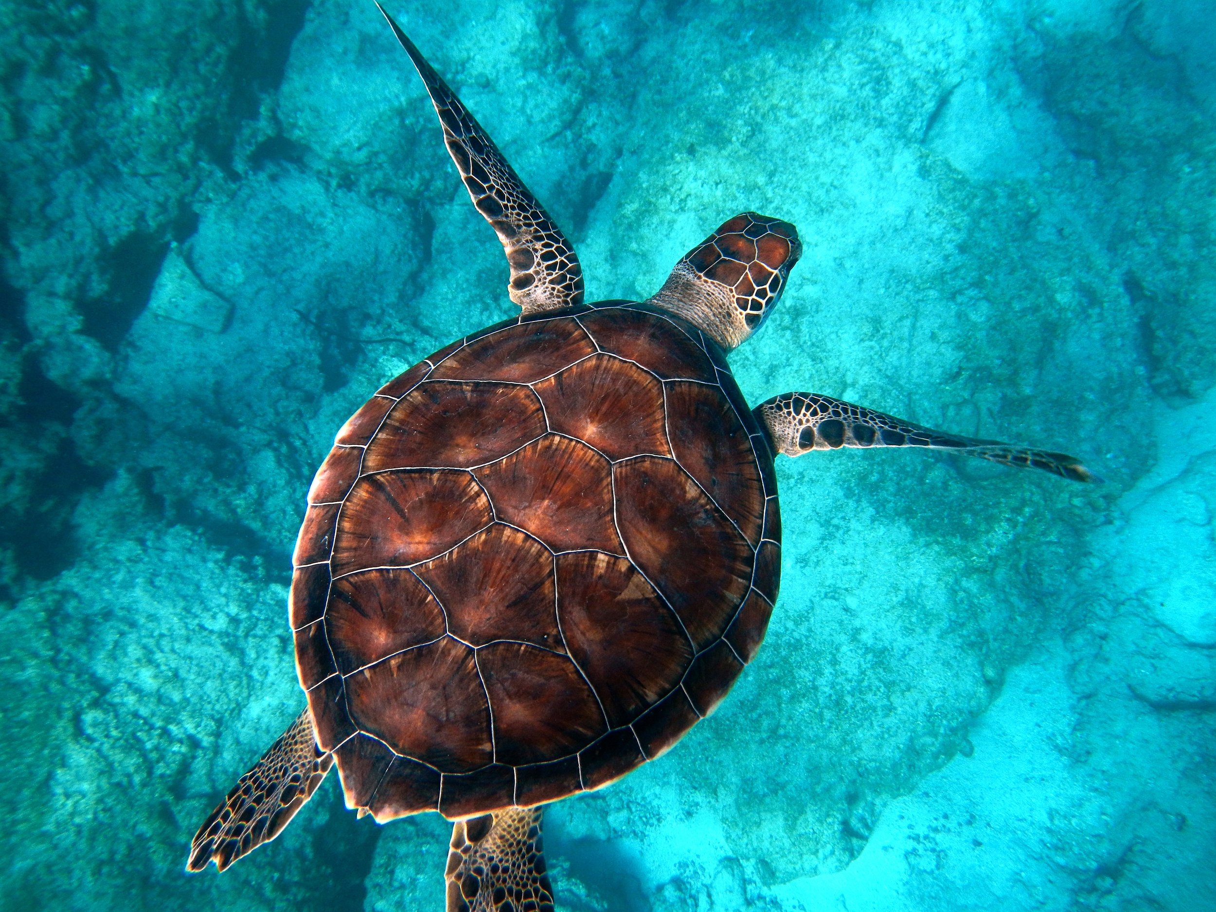 Voici une photo d'une tortue
